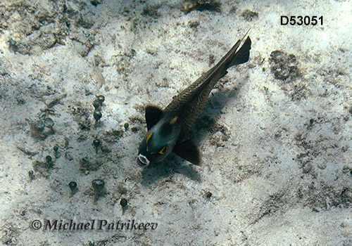 French Angelfish (Pomacanthus paru)